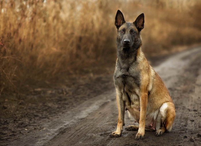 En gravid hund står vid ett fält