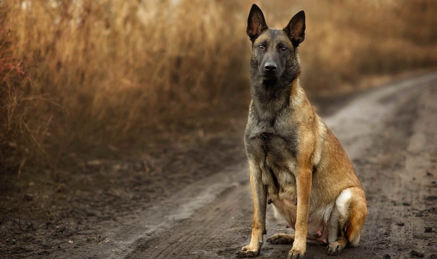 A pregnant dog standing near a field