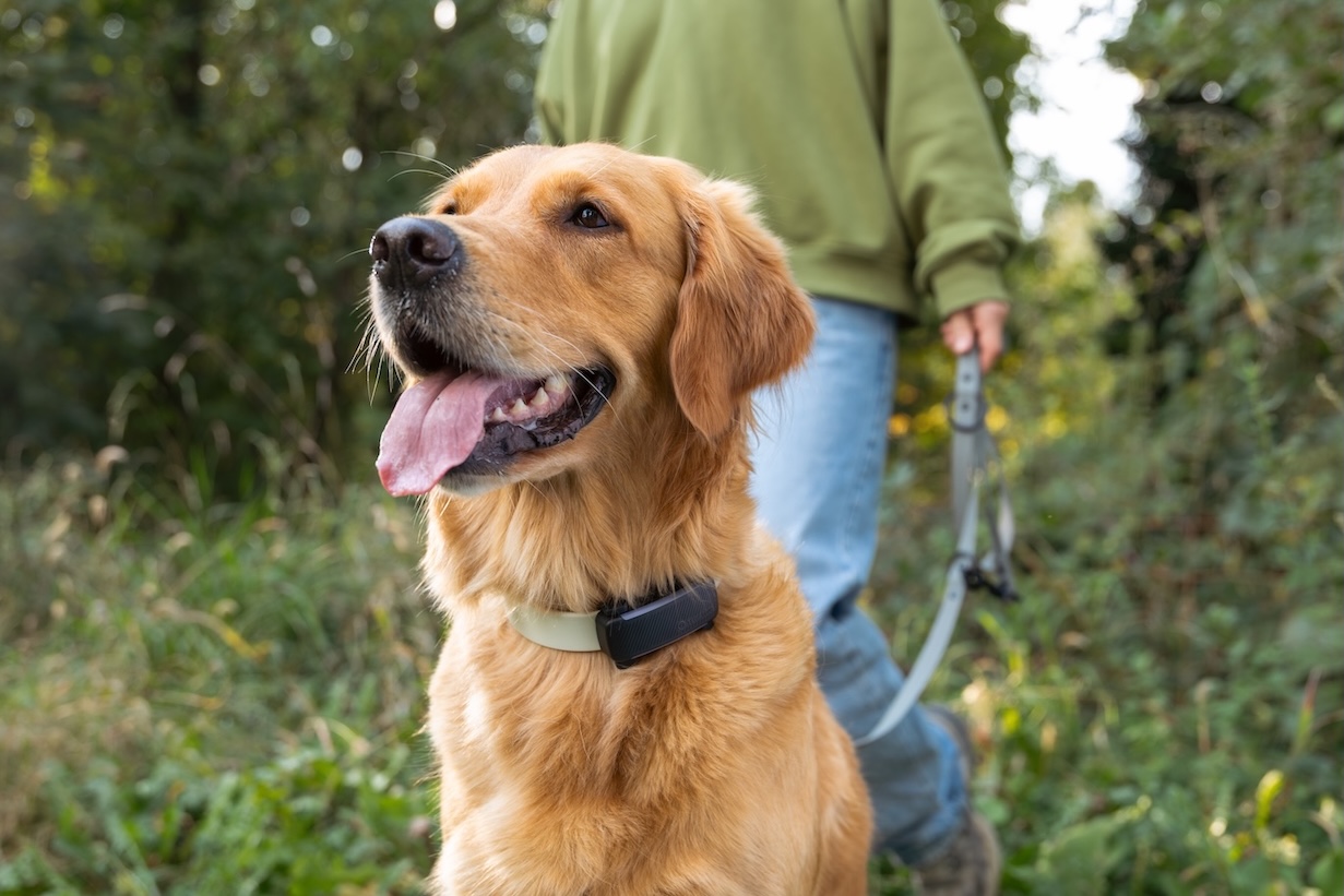 Golden Retriever trägt Tractive Dog 6 Tracker