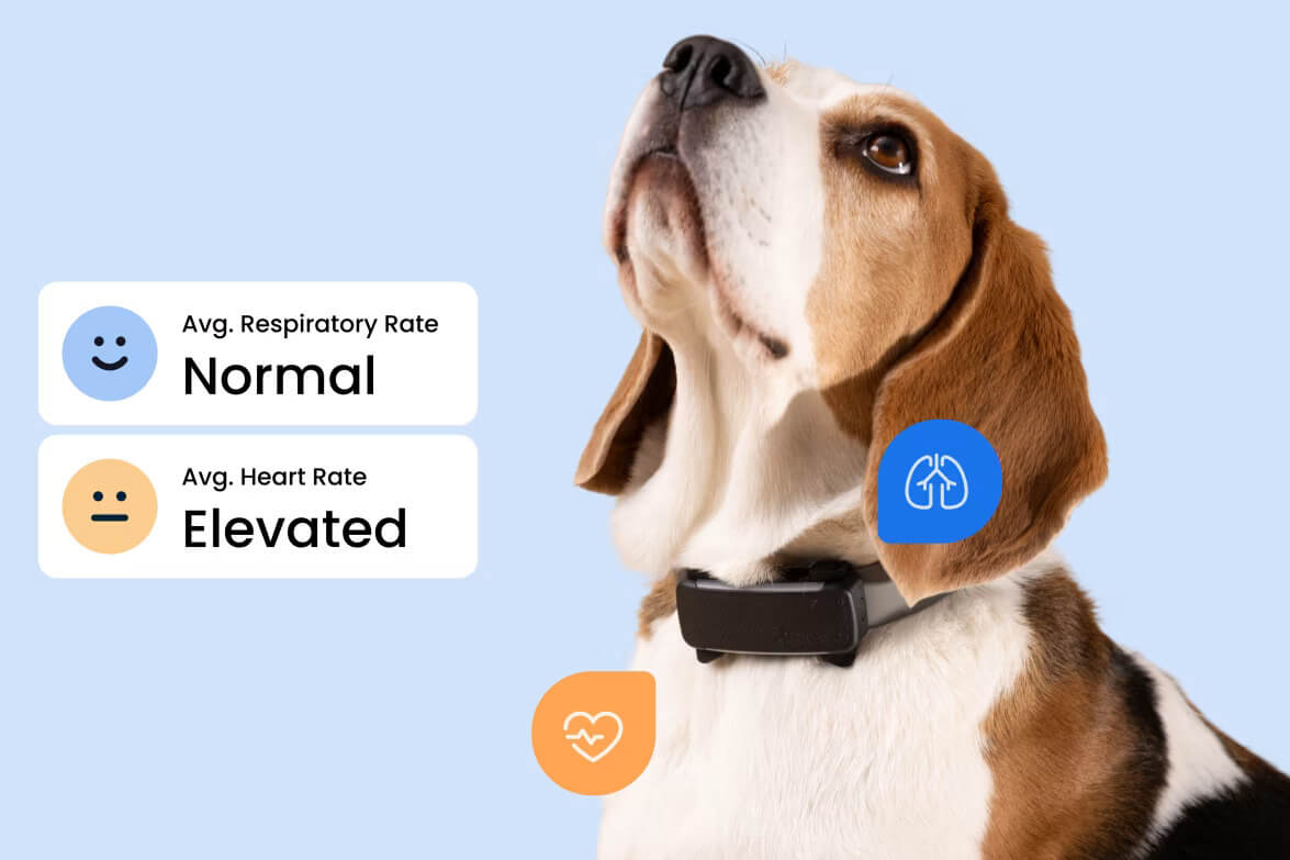 A dog's vital signs via the Tractive mobile app