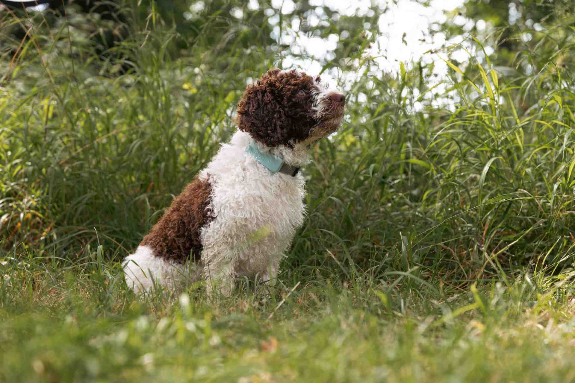 A brown and white puppy wearing a Tractive device