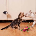 A pair of cats playing indoors