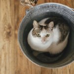 A cat sitting inside a metal bucket