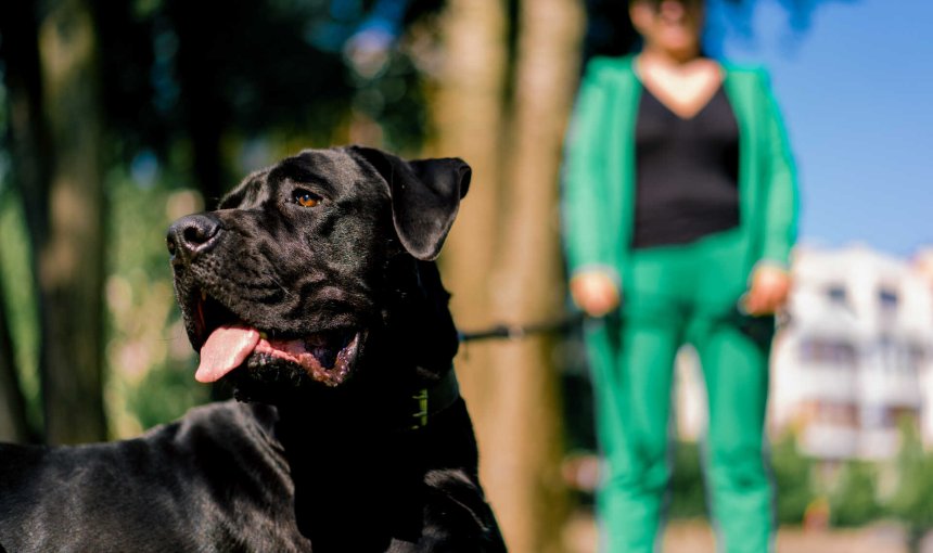 Tanker the Lab rescued from a steel beam thanks to his Tractive GPS