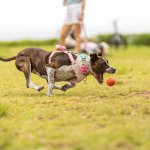 A dog chasing a ball in a park