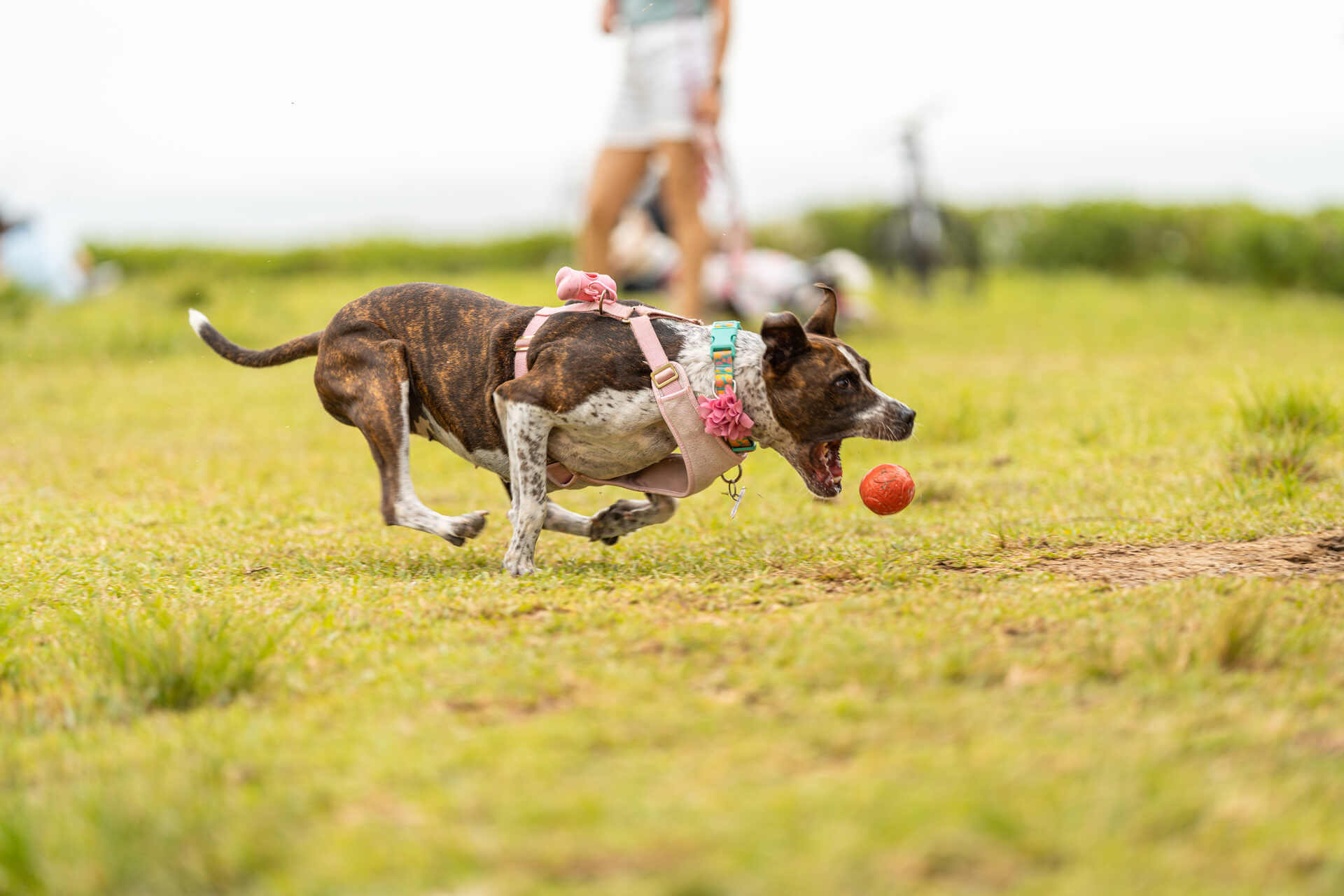A dog chasing a ball in a park