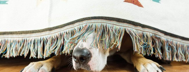 chien se cachant sous une couverture