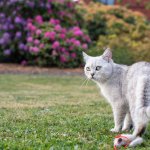 A grey cat exploring the outdoors