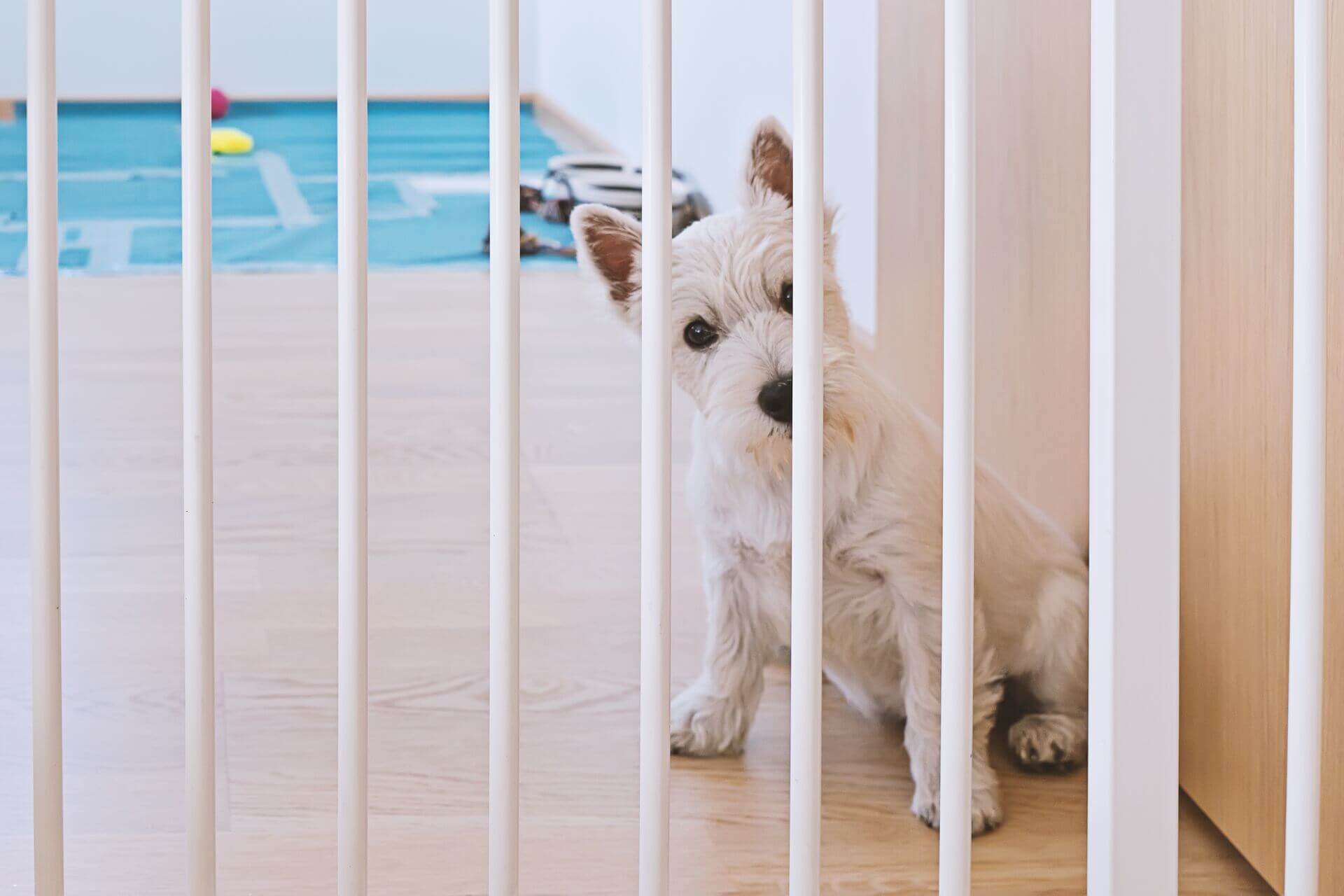 A white puppy looking through dog gates in a home