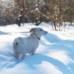 A dog standing in a pile of snow