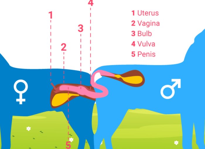 dog mating infographic