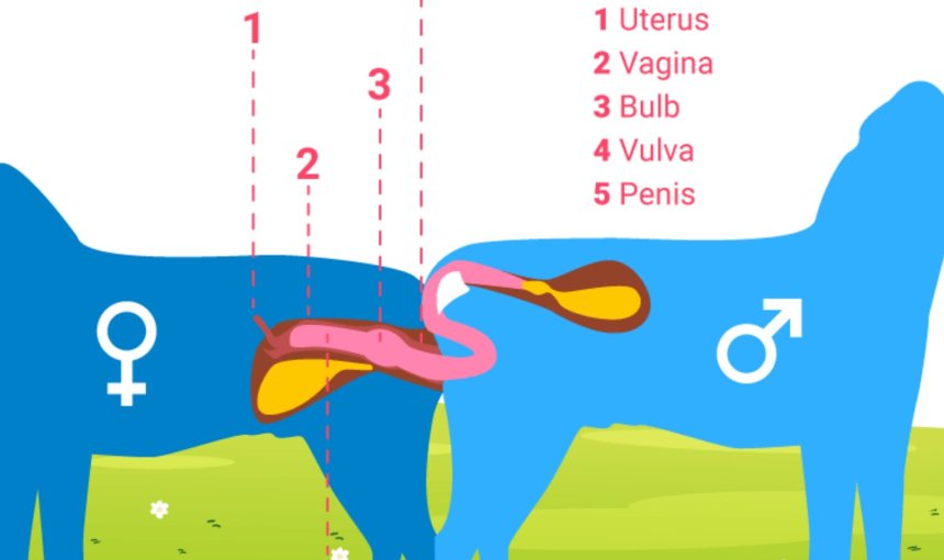 Infografik: när hundar parar sig