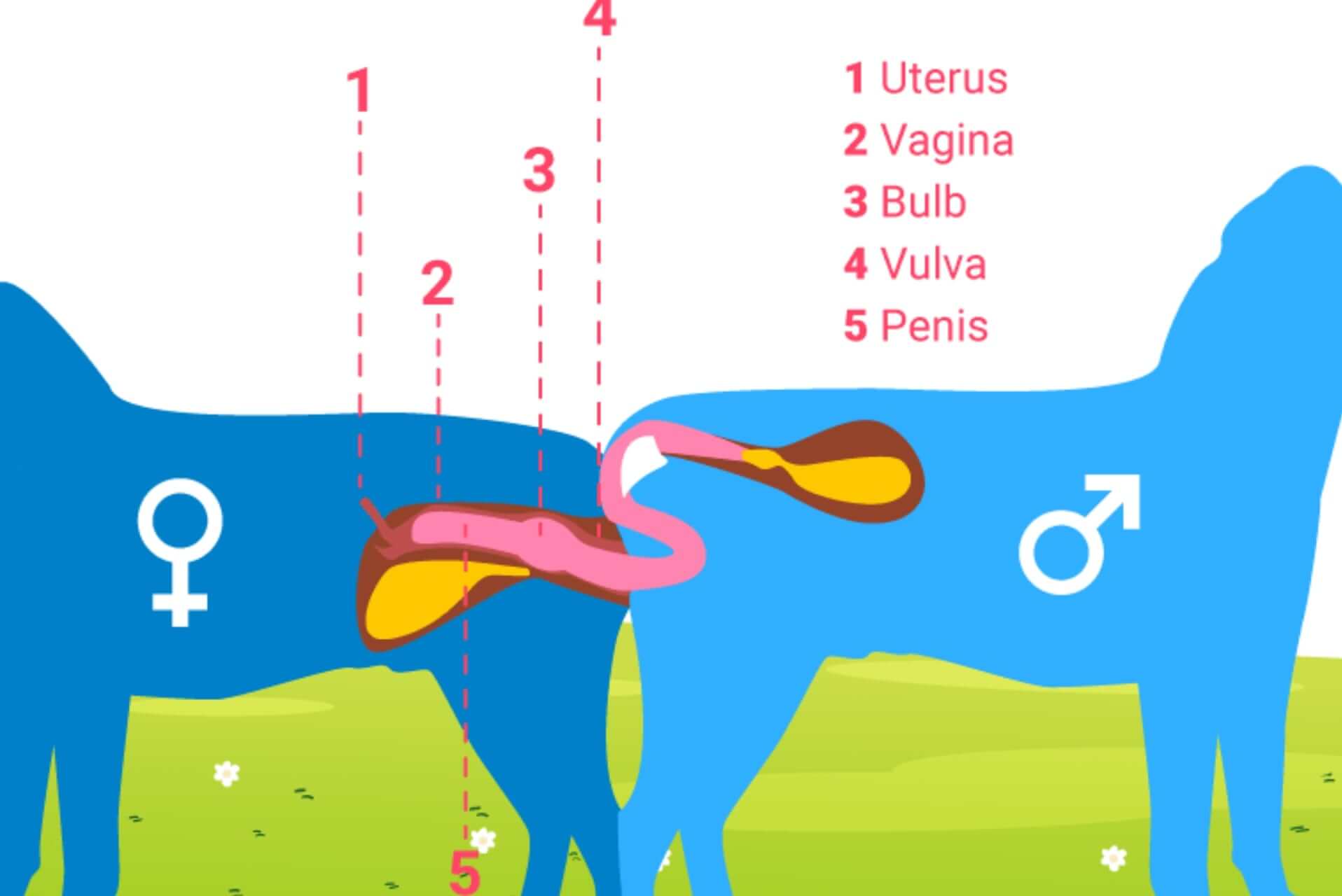 Dog Mating Behavior Infographic Tractive