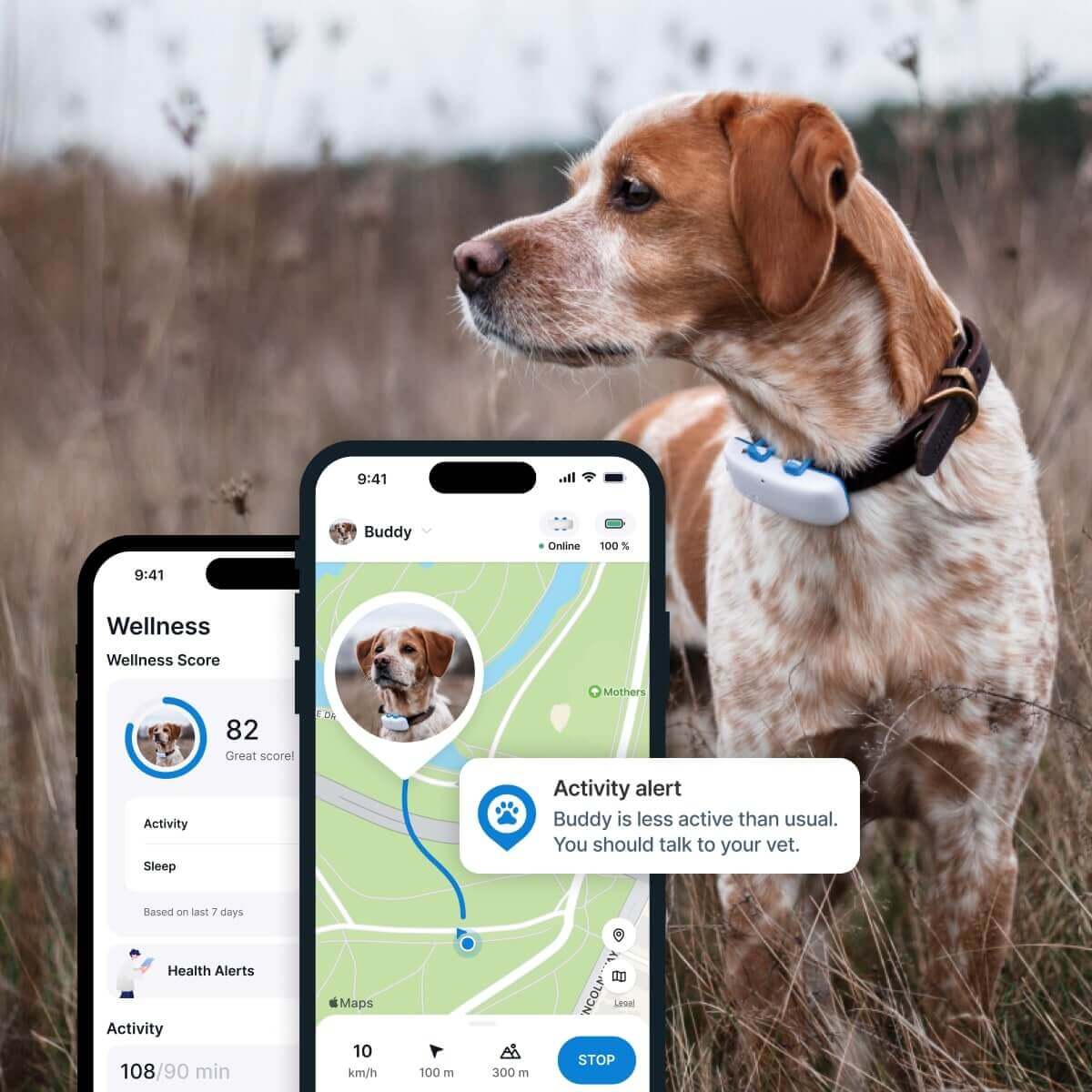 Dog wearing white Tractive GPS Dog Tracker outside in a field, Tractive GPS app screens in the foreground