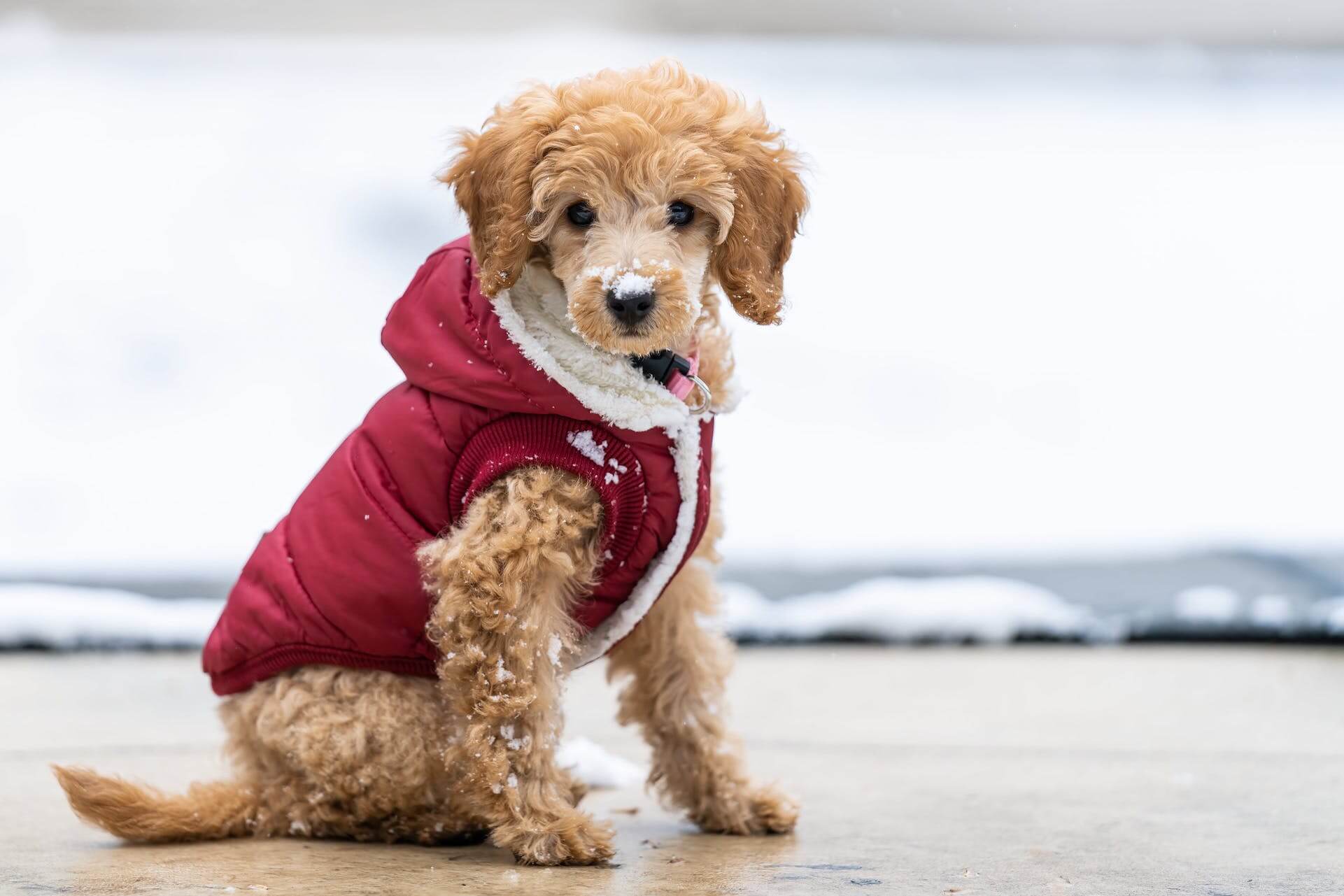 Heller Welpe trägt eine Winterjacke