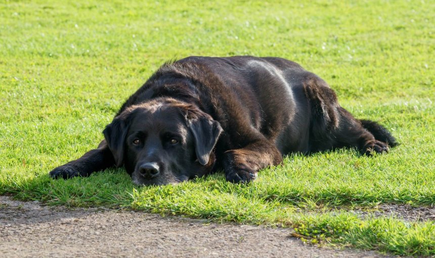 black dog laying in grass
