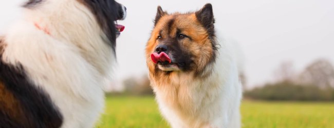 two dogs standing next to each other in grass