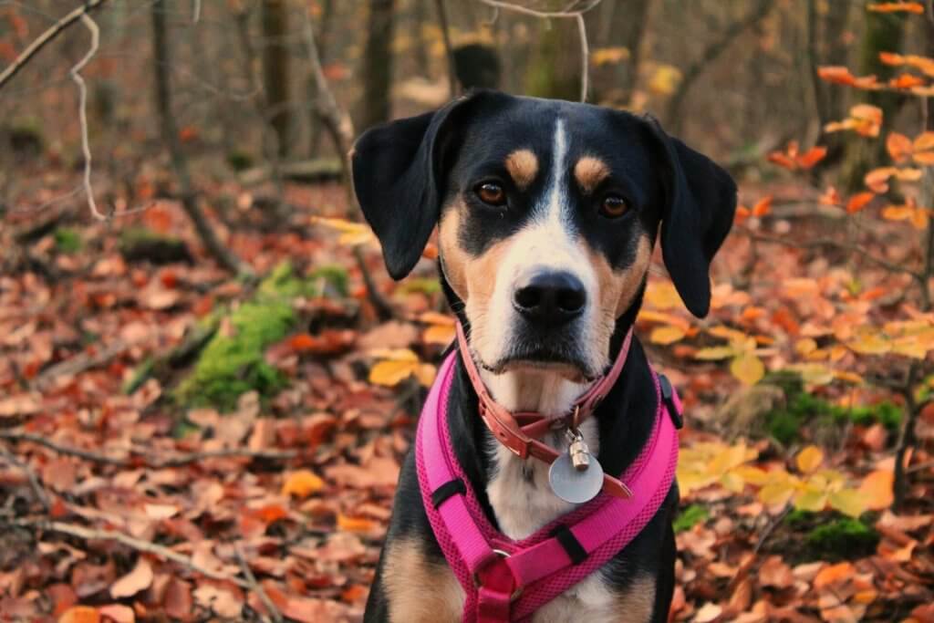 dog wearing pink harness standing in forest full of autumn leaves