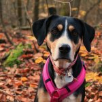 dog wearing pink harness standing in forest full of autumn leaves