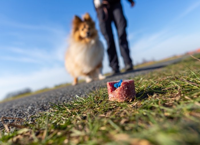Mann geht mit Hund an einem Giftköder vorbei