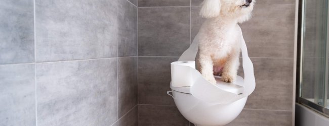 A dog sitting on top of a toilet covered in toilet paper