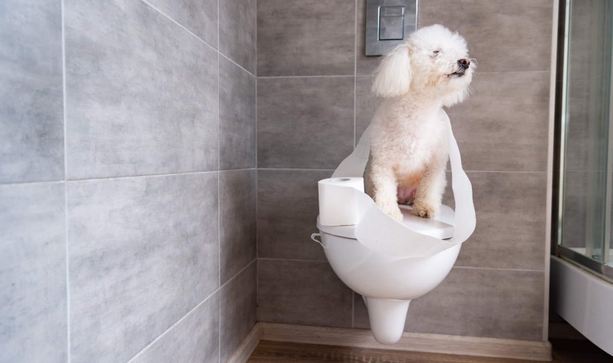 A dog sitting on top of a toilet covered in toilet paper