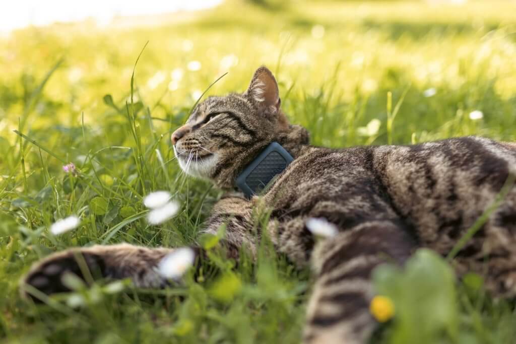 cat laying in grass outside wearing a Tractive GPS cat tracker