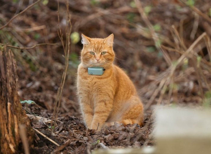 gato naranja con un tractive cat mini en un árbol