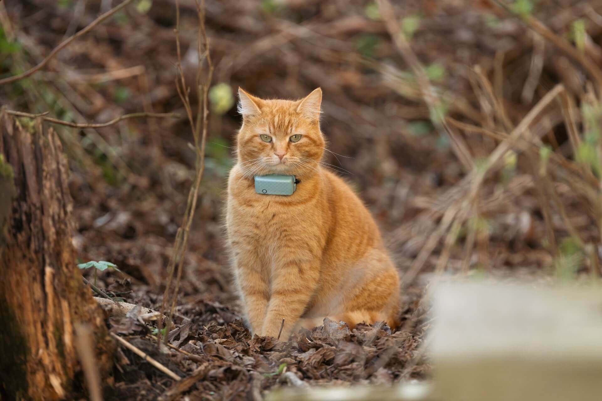 How Do Cat GPS Trackers Work Guide To Cat Tracking Tractive