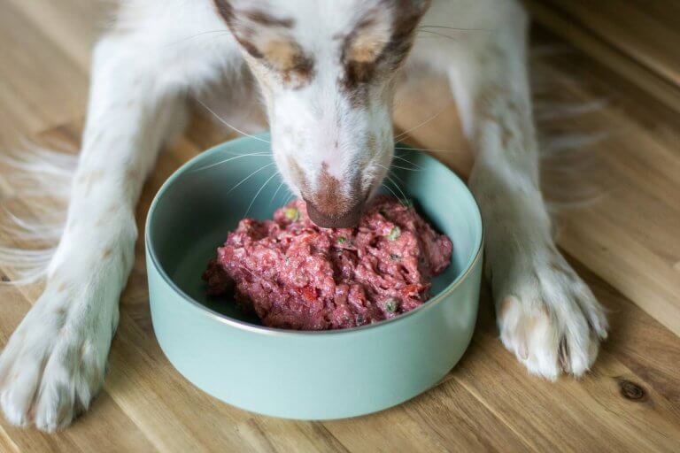 Wil je hond niet eten? 6 oorzaken en oplossingen - Tractive