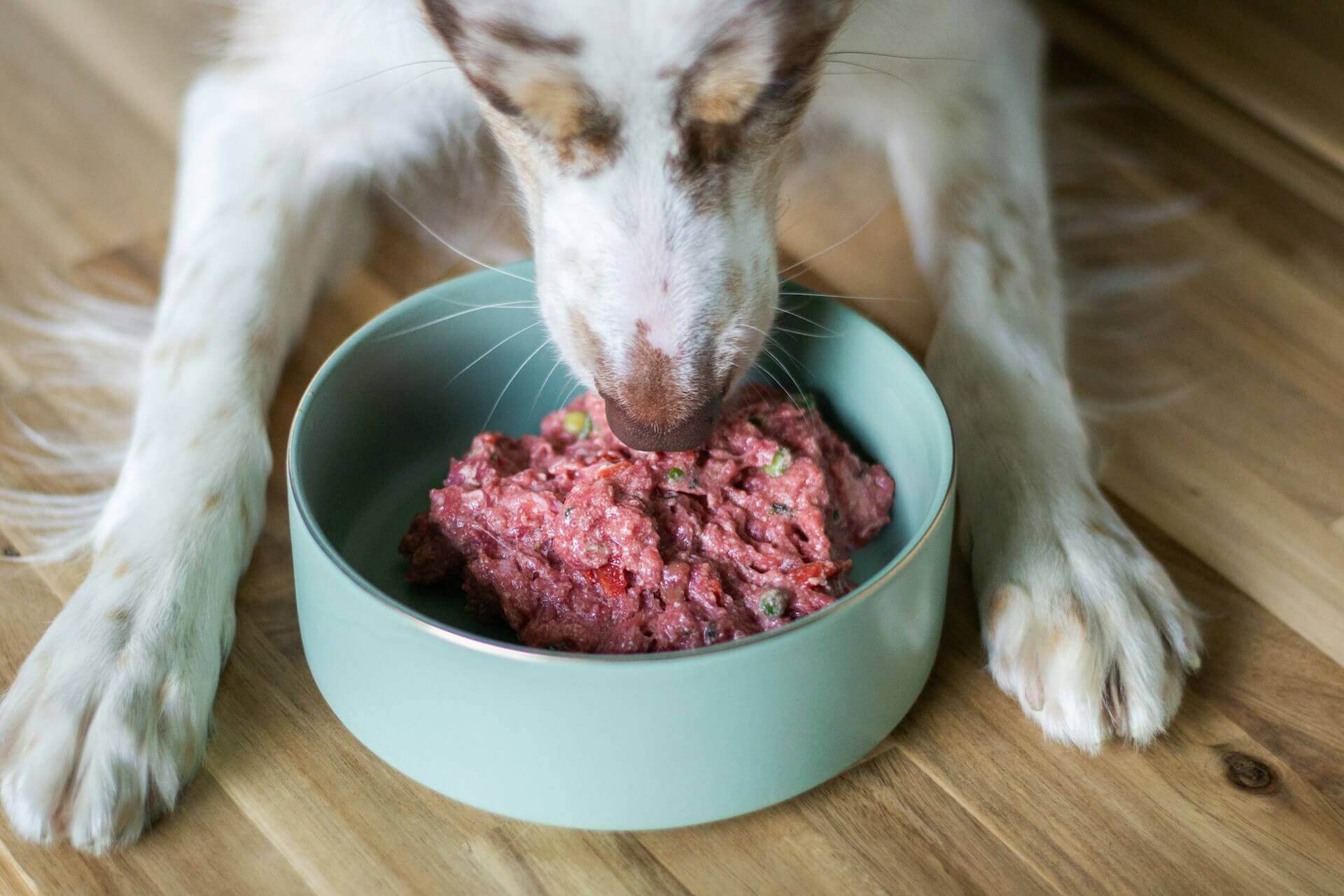 hond eet vlees uit blauwe voerbak