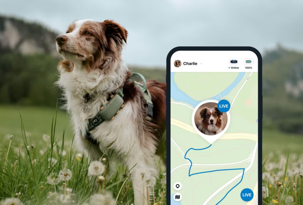 Weiß-brauner Hund trägt GPS Tracker, daneben Handy-Display mit geöffneter Tractive App