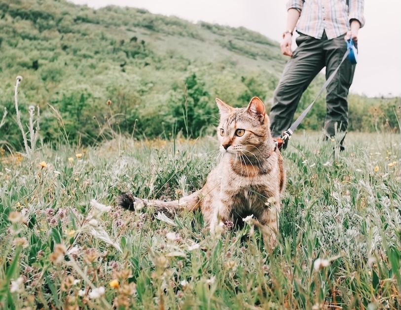 Katze an Geschirr und Leine geht mit Frau in Wiese spazieren