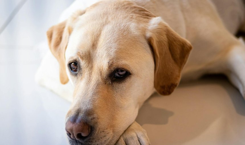 yellow lab dog laying on the floor