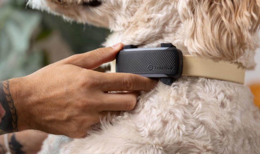 close up of a tractive gps dog tracker on a dog's collar