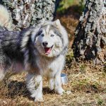 An Alaskan Malamute in a forested area