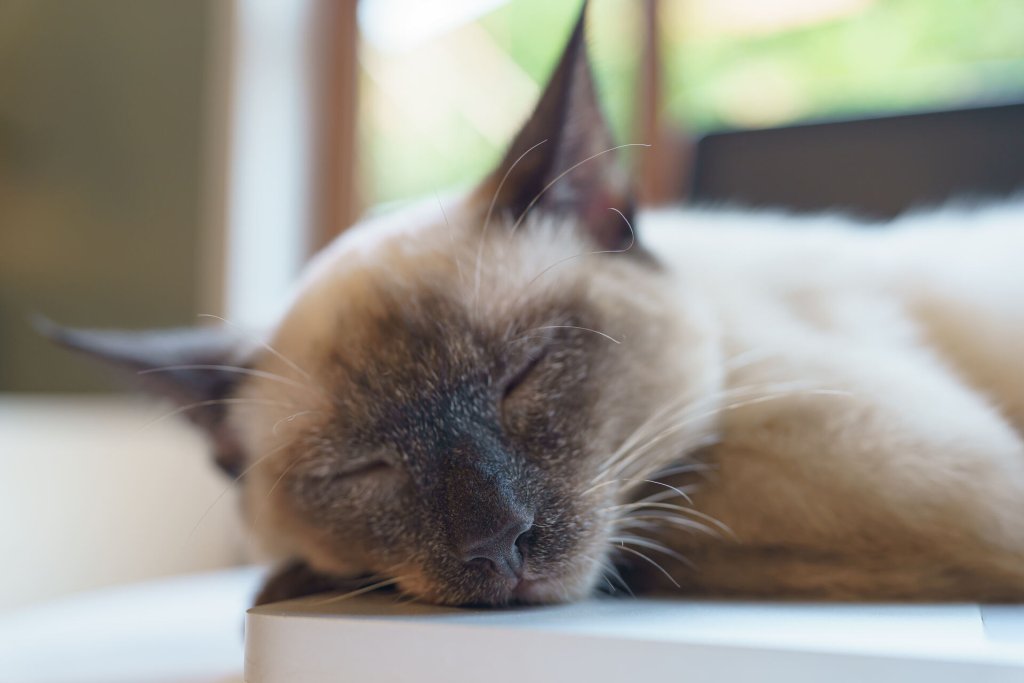 7 Reasons You've Got A Cat Meowing at Night - Tractive - Cat Quieting System For Nighttime Meowing Sounds