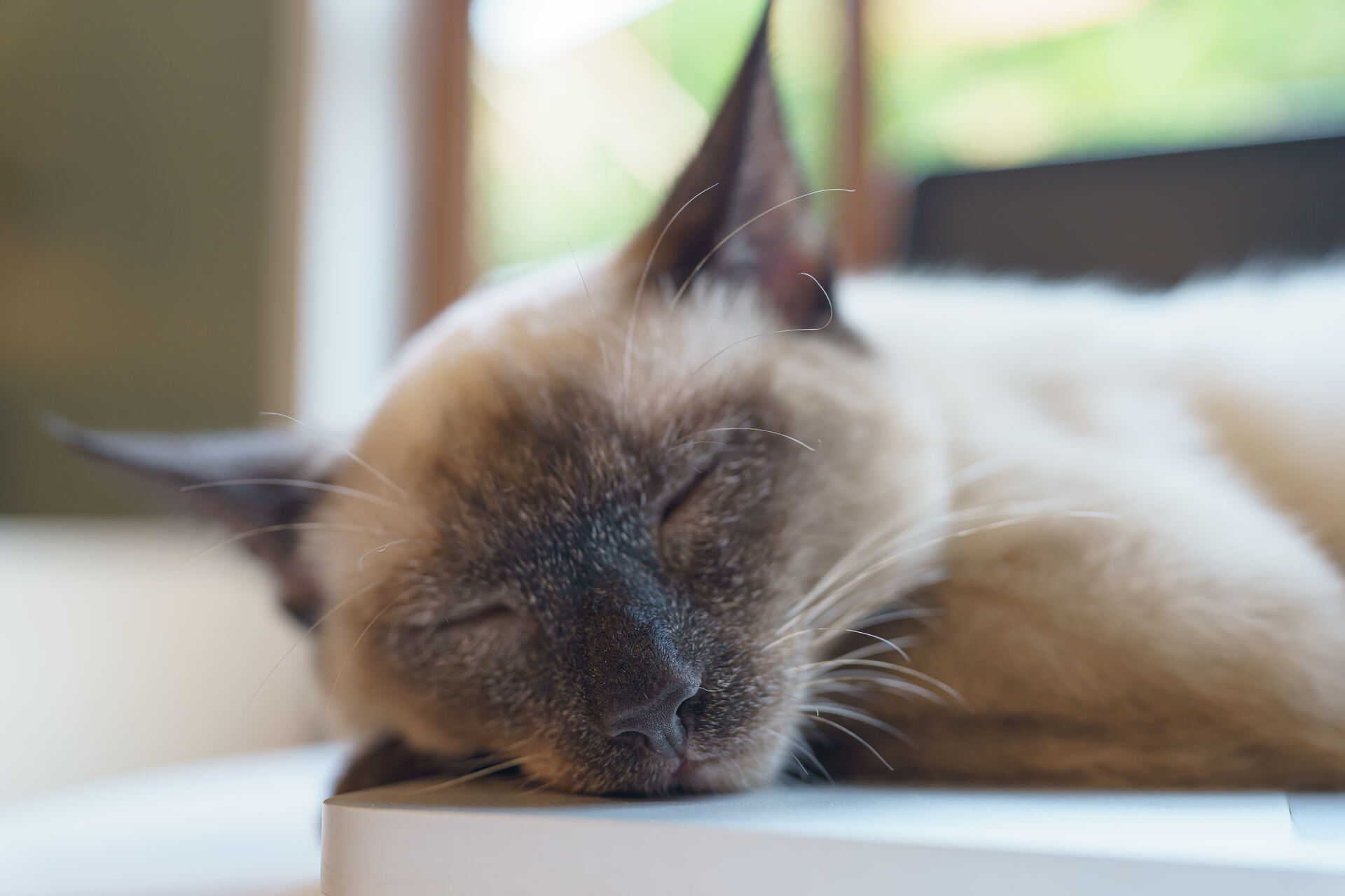 A cat sleeping on a table