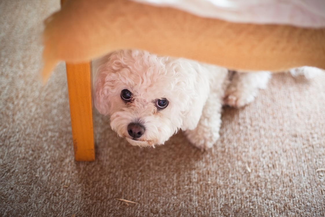 Kleiner weißer Hund sieht unter einem Stuhl hervor