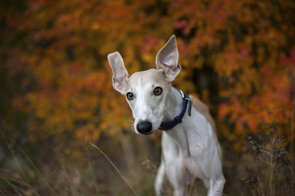 A Whippet in an autumn forest