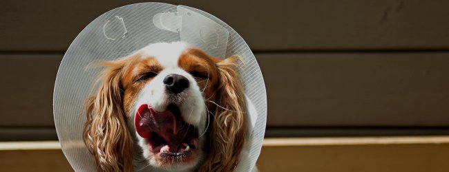 dog wearing an Elizabethan collar (E-collar or cone collar)