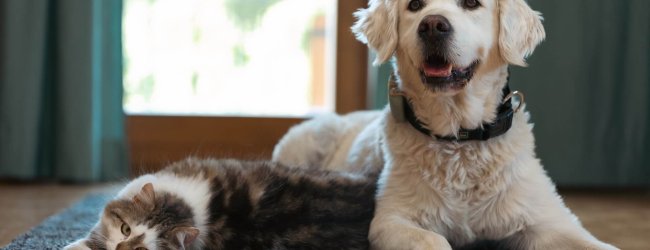 dog and cat sitting indoors on the floor