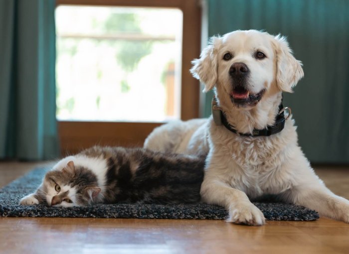 Hund trägt Tractive GPS Tracker und sitzt neben Katze am Boden