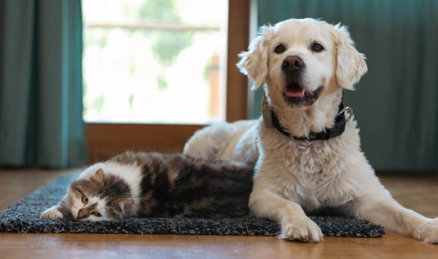 dog and cat sitting indoors on the floor