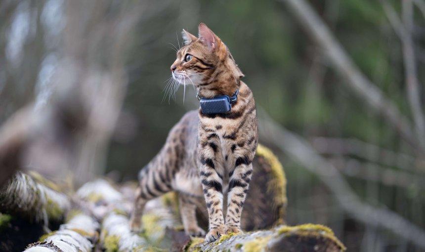 cat wearing a gps cat tracker outside