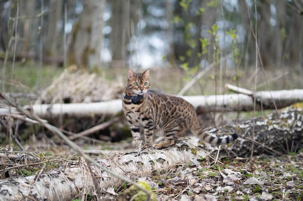 cat outside in forest wearing a gps cat tracker 