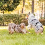 A pair of dogs playing in a lawn