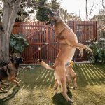 A dog leaping for a ball in a garden