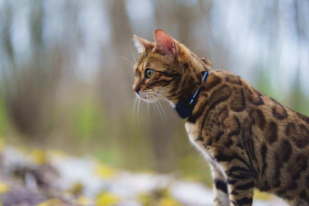 A cat wearing a Tractive GPS tracker outdoors