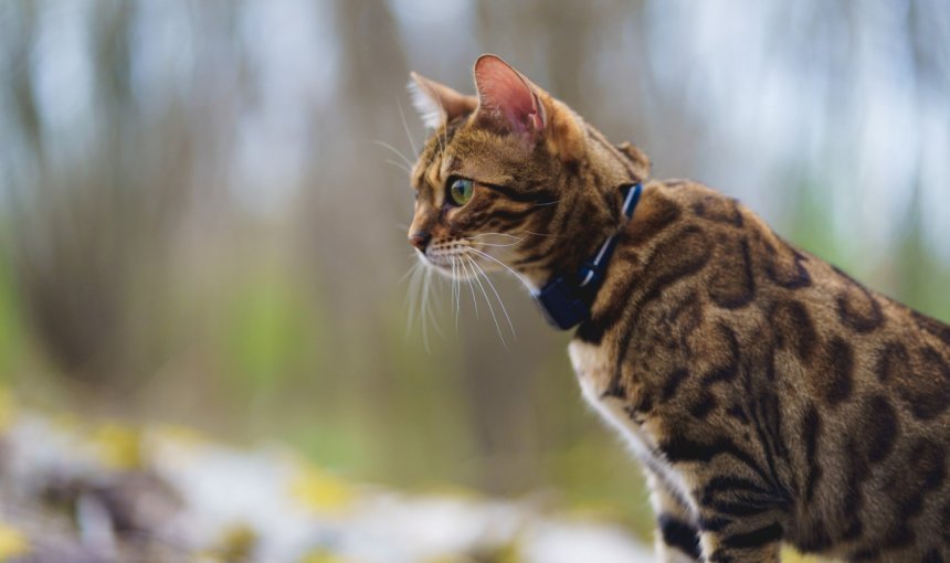 A cat wearing a Tractive GPS tracker outdoors